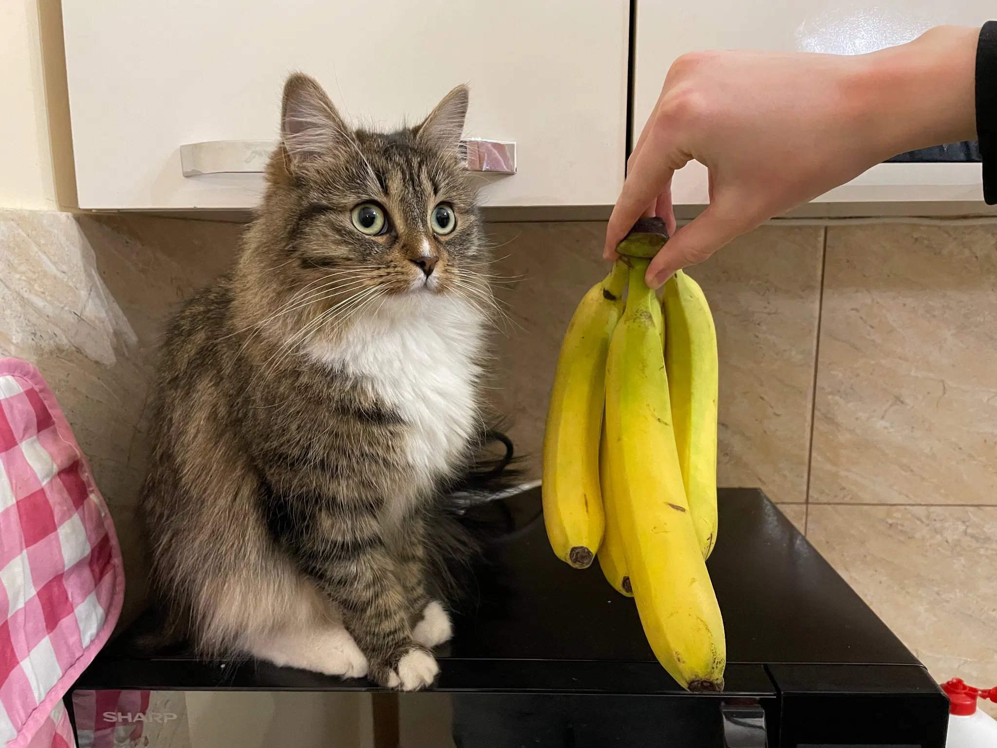 Same but now bananas are being held in the air next to her (for scale)