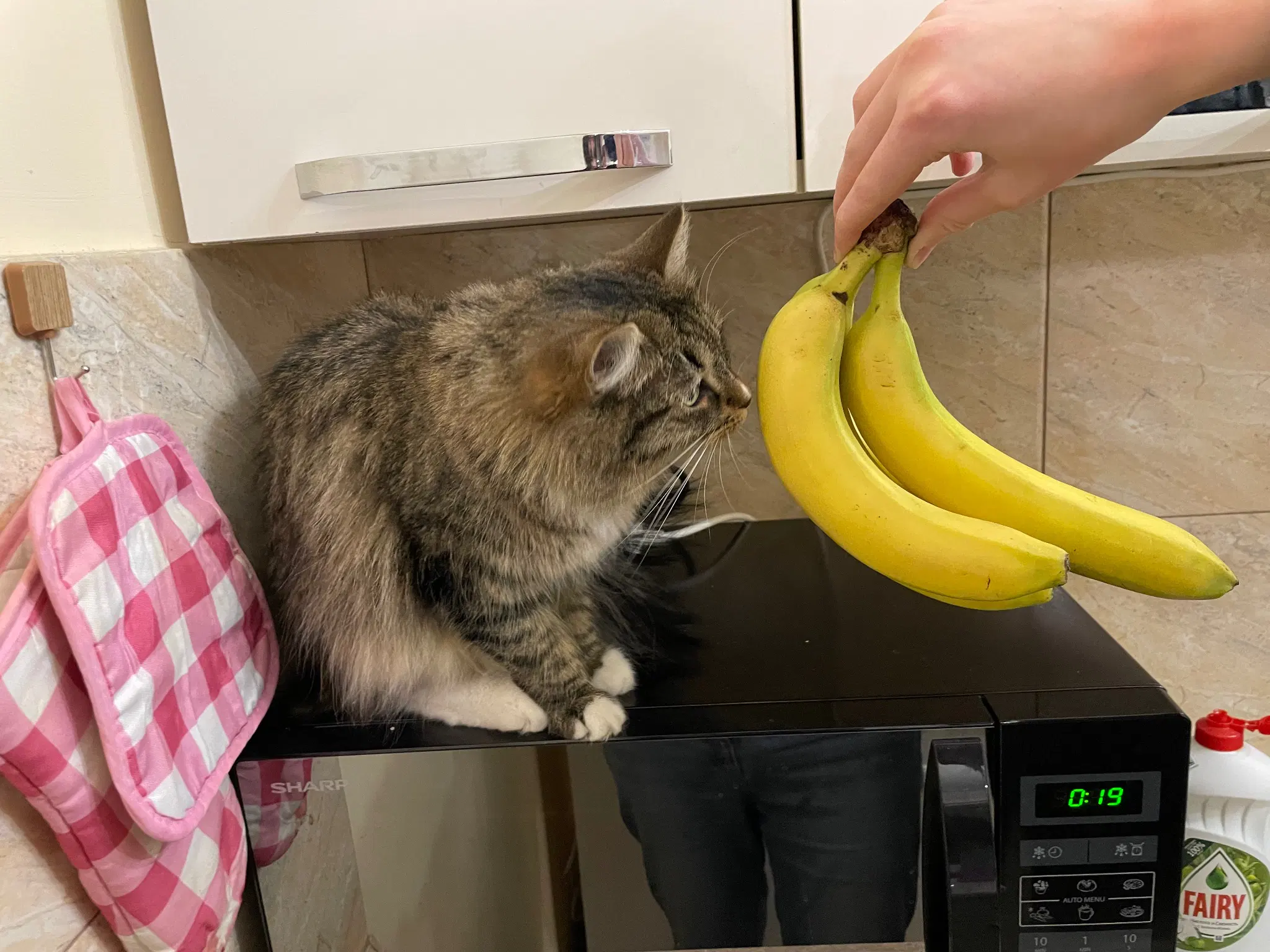 Now she's sniffing the bananas