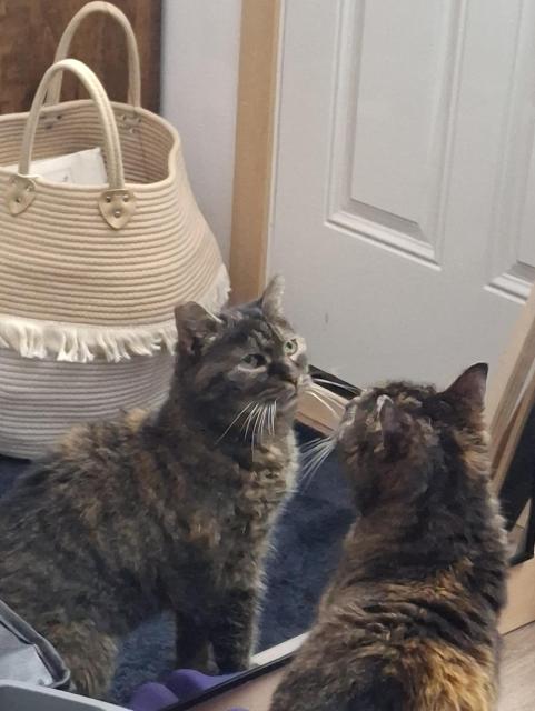 An older brown and black feral cat looking into a mirror trying to figure out how this works.