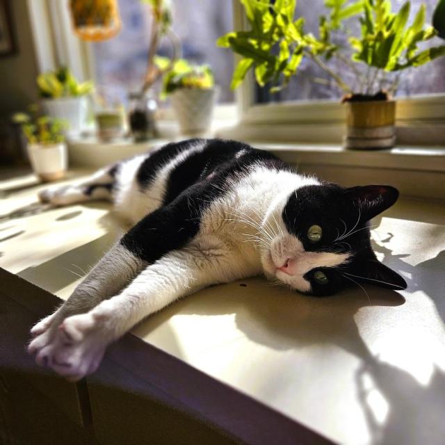Tuxedo cat laying his side in the sun on a kitchen counter top with lots of plants along the windowsill.