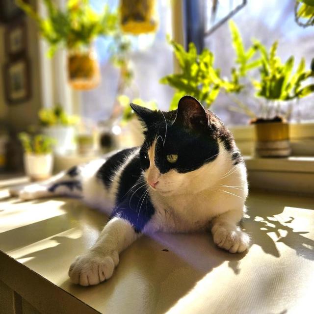 Tuxedo cat laying in the sun on a kitchen counter top, front leg extended, with lots of plants along the windowsill.
