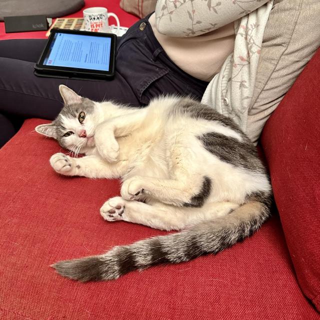 A grey and white cat, cuddled belly up on a red sofa.