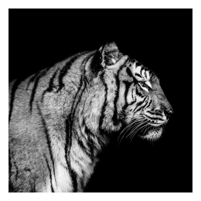 Black and white profile photograph of a Sumatra tiger on a black background.