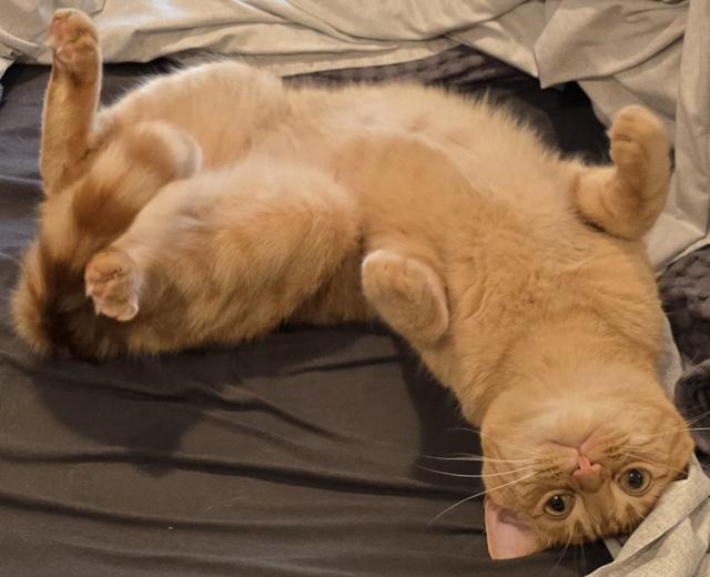 An orange tabby cat lays belly-up with a zoomie expression