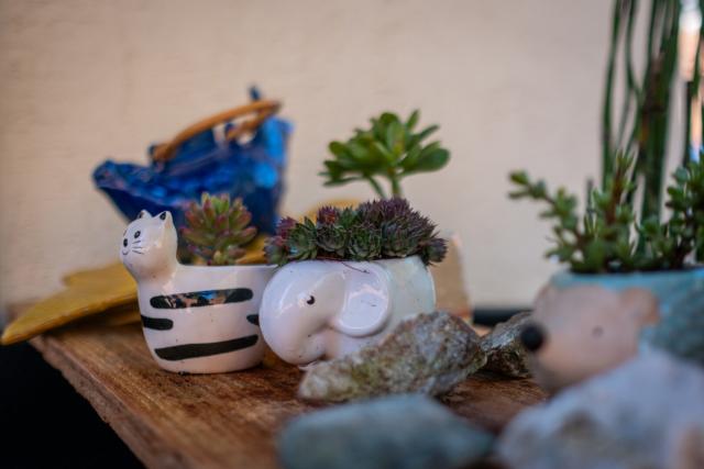 Little succulents and rocks on a board. [Fuji X-T5 / Fuji 23 1.4]