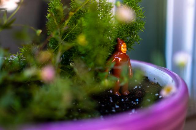 A sasquatch hides in a baby fern. [Fuji X-T5 / Fuji 23 1.4]