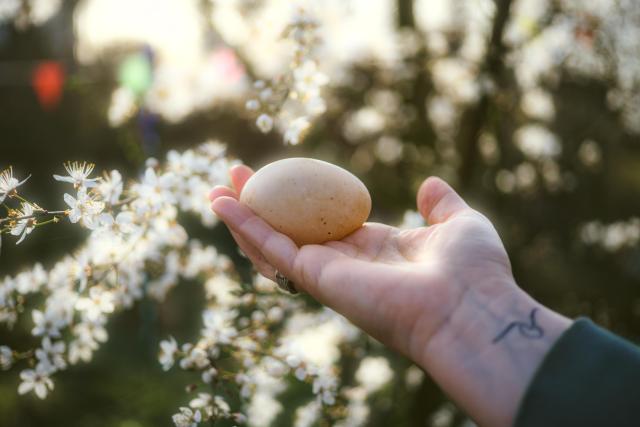 a human hand holding a duck egg in front of a blooming tree