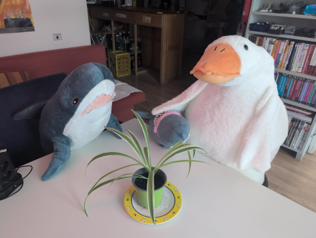 Drei Plüschis (2x Blåhaj 1x Gans) sitzen am Tisch
