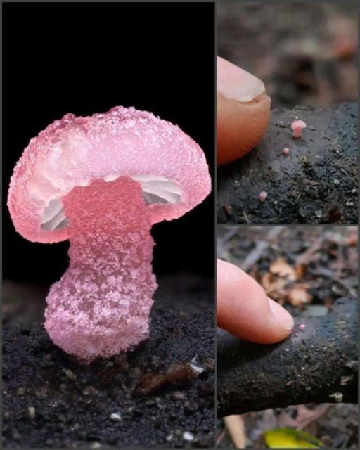 Three photos of a gorgeous tiny baby pink mushroom looking like a frosted pink candy. Compared to a finger it's literally a few millimeters tall