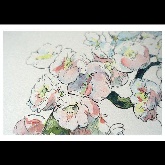 photo of a flowers coloring stage