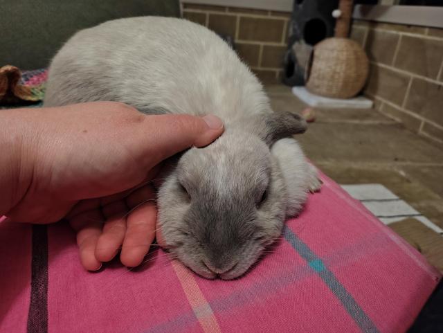 A small light grey rabbit lying on a couch with her head sticking out while the author rubs the base of her ears. Her head is smaller than the author's hand
