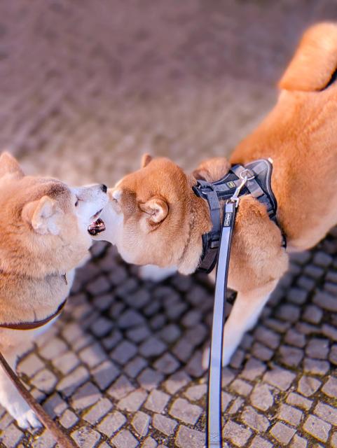 Two Shiba Inus touching noses on a cobblestone street. Ripley, a tan and white Shiba, is on the left leaning in for the greeting. Kodak, a rich golden-tan Shiba wearing a black harness and leash, is on the right. The photo is taken from above, giving a sweet bird's-eye view of their meetup.