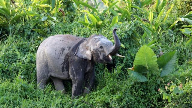 Gentle #endangered giants, only <1,500 Bornean Pygmy #Elephants 🐘💔 still live in #Borneo. They're surrounded by #palmoil #deforestation and #poaching. Fight for them when you shop 👏☮️ and #Boycottpalmoil 🌴🚫#Boycott4Wildlife every day! @palmoildetect.bsky.social https://palmoildetectives.com/2021/01/19/bornean-pygmy-elephant-elephas-maximus-borneensis/?utm_source=mastodon&utm_medium=Palm+Oil+Detectives&utm_campaign=publer 