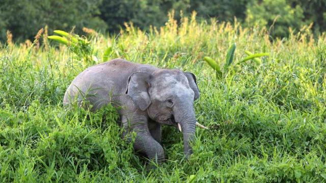 Gentle #endangered giants, only <1,500 Bornean Pygmy #Elephants 🐘💔 still live in #Borneo. They're surrounded by #palmoil #deforestation and #poaching. Fight for them when you shop 👏☮️ and #Boycottpalmoil 🌴🚫#Boycott4Wildlife every day! @palmoildetect.bsky.social https://palmoildetectives.com/2021/01/19/bornean-pygmy-elephant-elephas-maximus-borneensis/?utm_source=mastodon&utm_medium=Palm+Oil+Detectives&utm_campaign=publer 