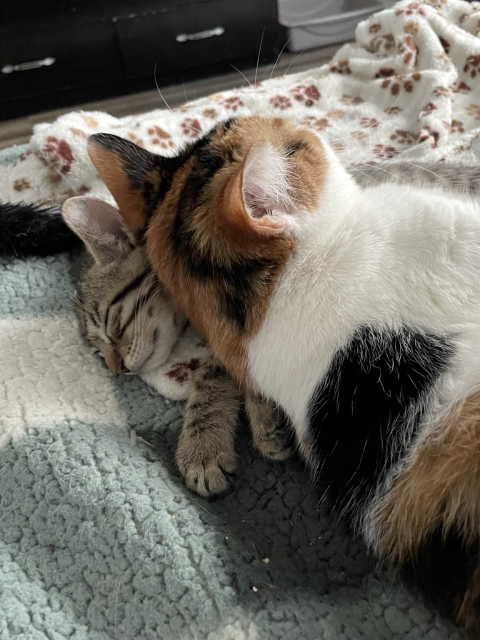 A calico cat rests her head on a sleeping tabby kitten