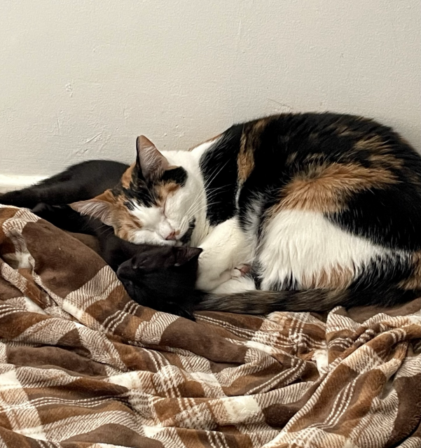 A calico cat rests her head on a sleeping black kitten