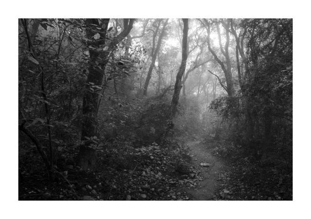 Black and white photo depicting a narrow dirt path winding its way into a dense forest covered in mist. The trees aren't big but they are quite packed together, with twisted trunks and wavy branches intertwining overhead.

Waldeinsamkeit is a German word that conveys the feeling of being alone in the woods. It was popular during the 19th century German Romanticism.