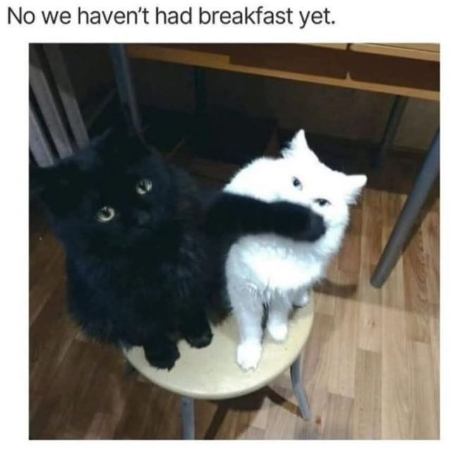 cats waiting for brekky