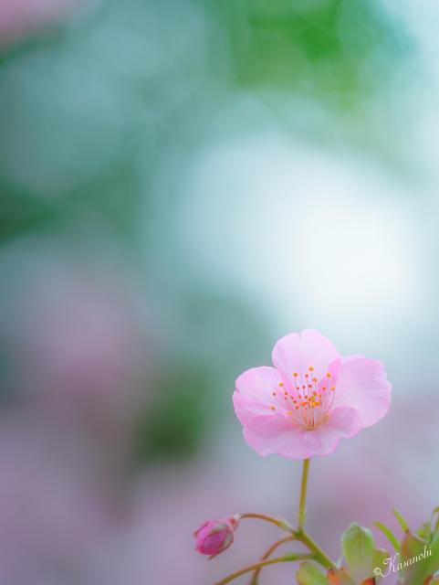 2026.03.13
タイトル「透明感」

陽にあたり
河津桜の
花びらが
ガラス細工の
透明感に

#河津桜
#大阪府箕面市 #箕面萱野駅
My gallery @kasanohi1112
～*～*～*～*～*～*～*～*～*～*
🗓2026.3.7
📸Canon EOS R10
Lens RF100mm F2.8L MACRO IS USM
#focusR10 #focusRF100F28 ×4
f100mm SS1/1000 F値2.8 ISO100
～*～*～*～*～*～*～*～*～*～*