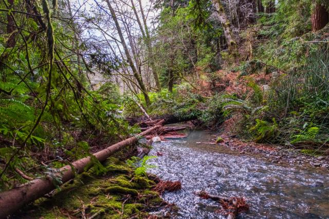 A little stream runs through a forest. [Fuji X-T5 / Sigma 17-40 1.8]