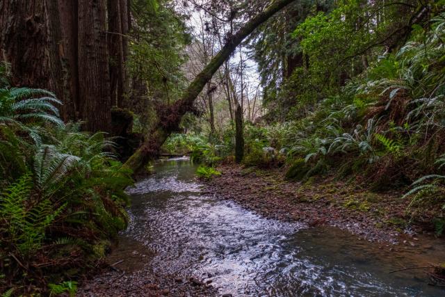 A river winds through redwoods. [Fuji X-T5 / Sigma 17-40 1.8]