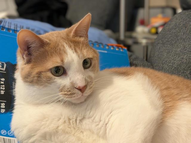 An orange and white cat is looking off to the side. He looks sweet and innocent.