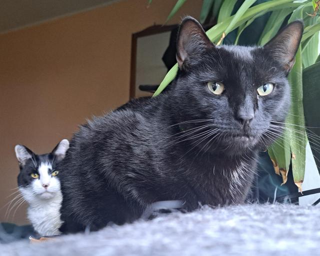 In the foreground is a large black cat called Max. Peeking out from behind him is a much smaller black and white cat called Molly