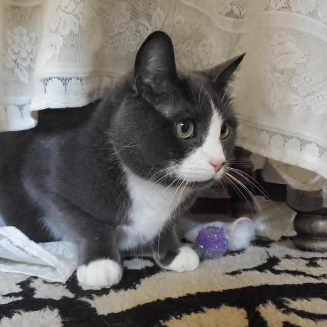 A gray and white cat peeking out from under a cream lace tablecloth, looking off to the side with green eyes and a toy nearby.
