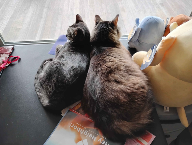 An image of Totoro [left] & Goobie [right] resting against each other while observing the outside world through a window.