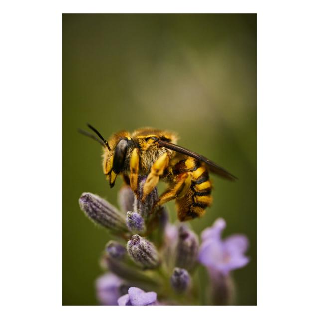 Photograph of a bee perched on a lavender stem.
