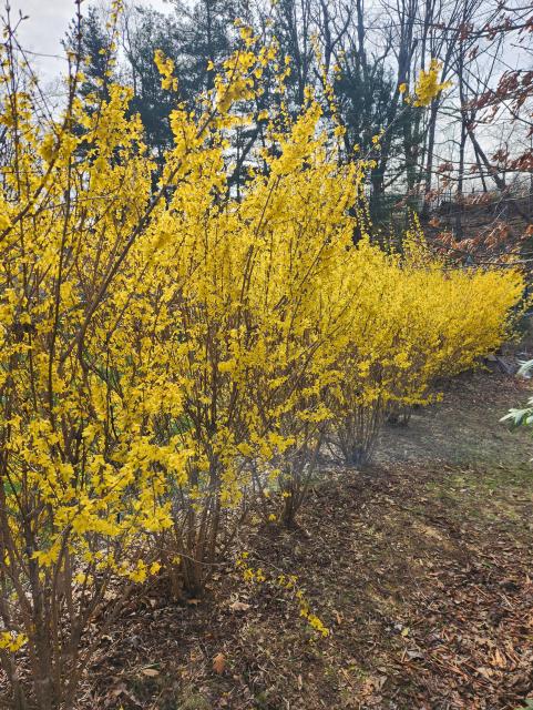 A row of bright yellow foraythia with pine trees in the back