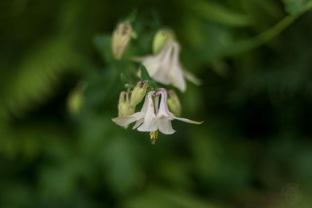 The image shows a close-up view of a single white flower with yellow centers, located in the center of the frame. The flower is surrounded by green leaves and stems, creating a sense of depth and complexity within the scene. The background appears to be blurred, suggesting that it could be an outdoor setting or a garden filled with various plants and flowers.