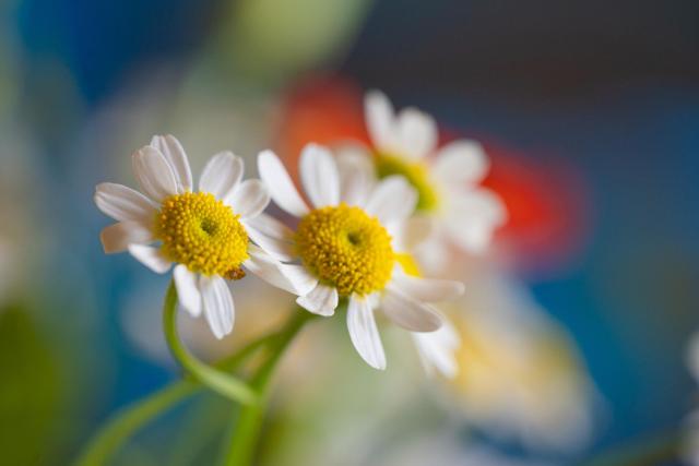 I took this photo at home, little white flowers, some sort of daisy, I believe. it's a macro close-up that I took with a flash so the flowers get this super lit up quality to them, all the details visible, bright white, bright yellow and they are pointed up to the right, as if looking into light.