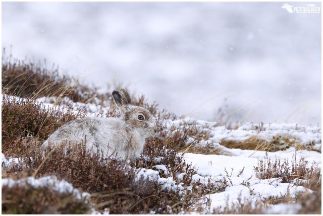 Mountain hare in the snow, in March, in the Scottish Highlands.