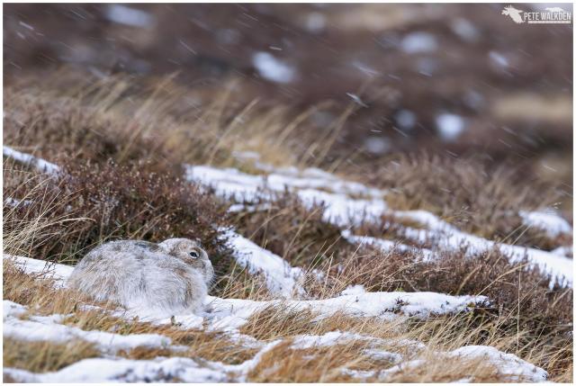 Mountain hare in the snow, in March, in the Scottish Highlands. With streaking snow.
