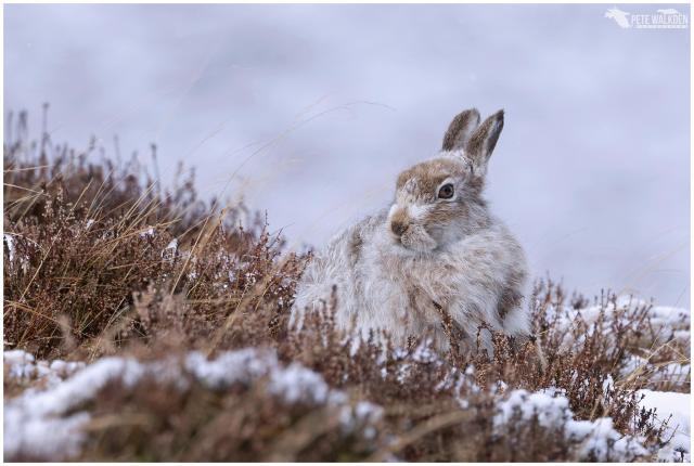 Mountain hare in the snow, in March, in the Scottish Highlands.