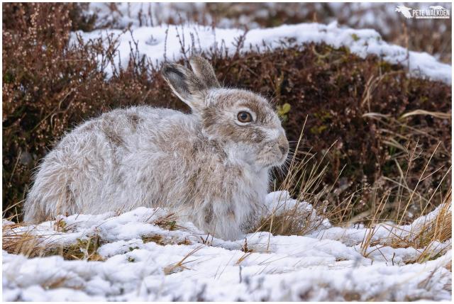 Mountain hare in the snow, in March, in the Scottish Highlands.