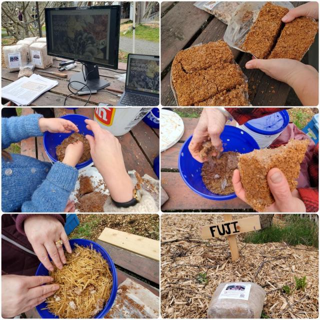A series of photos documenting a mushroom growing workshop. The first shows a monitor and laptop displaying "Mushroom Growing 101" alongside bags of substrate on a table. Subsequent photos depict participants handling the substrate, mixing it with straw in blue buckets, and a final image showing a bag labeled "Wine Cap - Garden Giants" on a bed of wood chips, with a sign reading "FUJI."