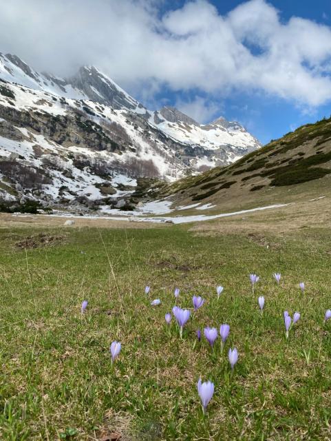 Purple crocuses bloom in a grassy meadow. A steep valley rises toward snow-covered mountain peaks under a blue sky with white clouds.