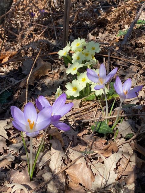 Purple crocuses and pale yellow primroses growing among brown fallen leaves in a sunlit forest.