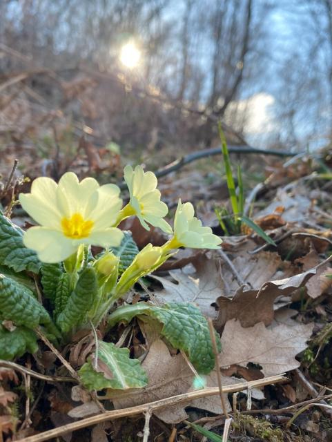 Pale yellow primroses blooming on a forest floor covered in dried oak leaves with the sun shining through the trees in the background.
