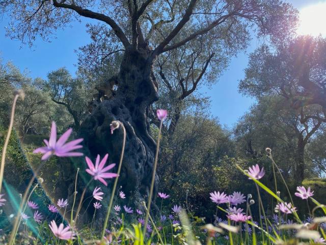 An ancient olive tree stands with purple anemones blooming in the foreground under the sun.