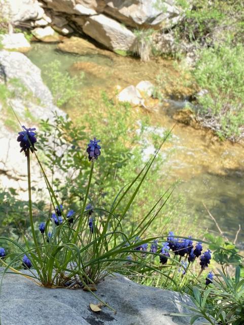 Clusters of dark blue grape hyacinth flowers grow from a rocky ledge over a clear, shallow stream.