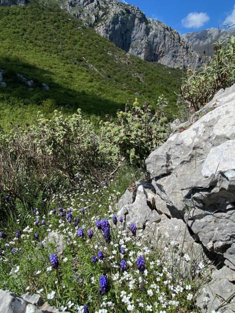 Small purple grape hyacinths and tiny white flowers grow at the base of a grey rocky cliff with a steep green mountain and blue sky in the background.