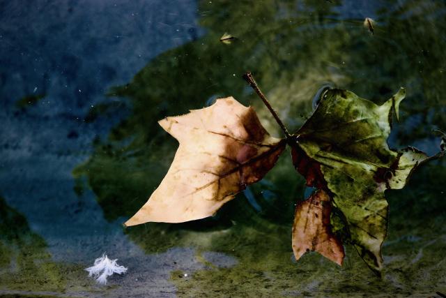 leaf floating in a pond