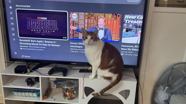 An orange cat sitting in front of a TV, blocking a quarter of the picture.