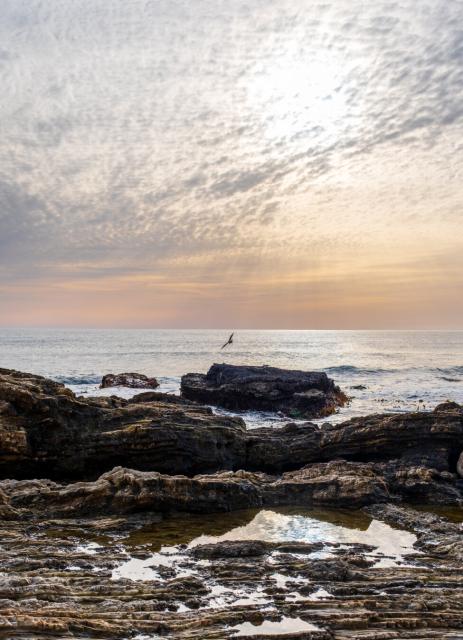 A gull swoops low above a rocky landscape, with the sea behind. [Fuji X-T5 / Sigma 17-40 1.8]