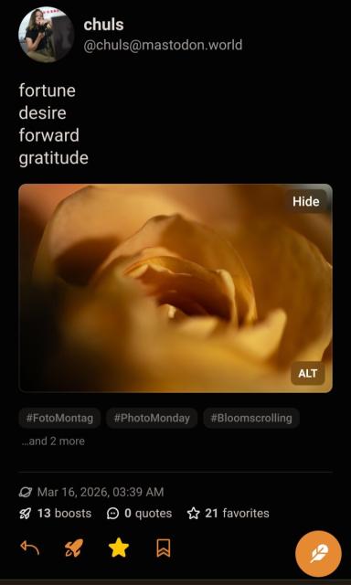 Close-up photograph of a vibrant yellow rose, showcasing soft, textured petals in sharp focus. The image appears within a social media post, possibly shared on Mastodon, as indicated by the user's handle "chuls" and the hashtag "BloomScrolling".