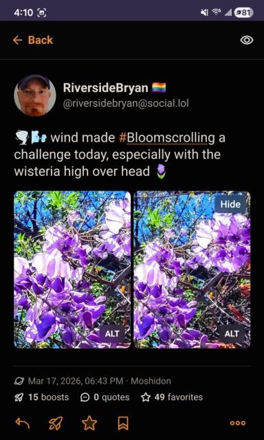 Two side-by-side images of purple wisteria blooms, with a caption indicating it's blooming over head, and the hashtags Bloomscrolling.