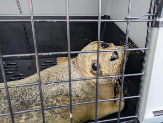 common seal in a cage